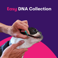 Carica l&#39;immagine nel visualizzatore di Gallery, Geno Pet Dog Breed Identification DNA test
